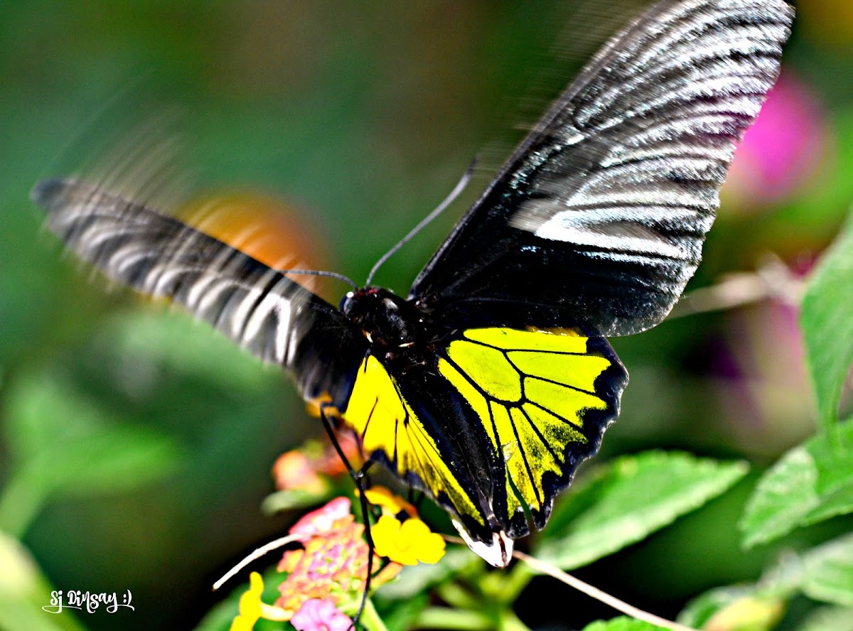 GOLDEN BIRDWING