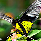 GOLDEN BIRDWING