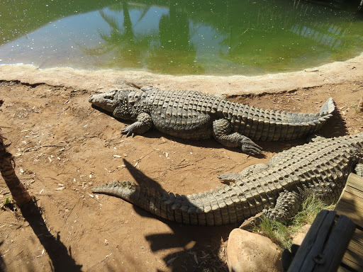 Crocs & Lemurs South Africa 2017