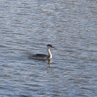 Western Grebe