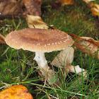 Honey Fungus