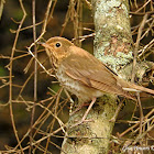 Swainson's Thrush