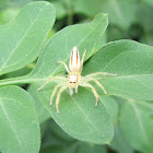 Two-striped Jumping Spider