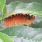 Caterpillar