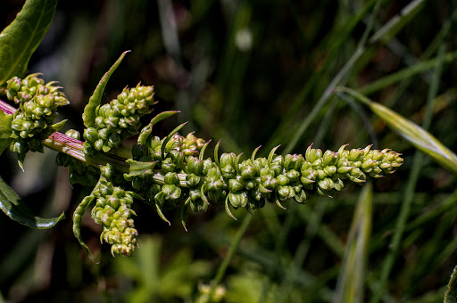 Beta maritima