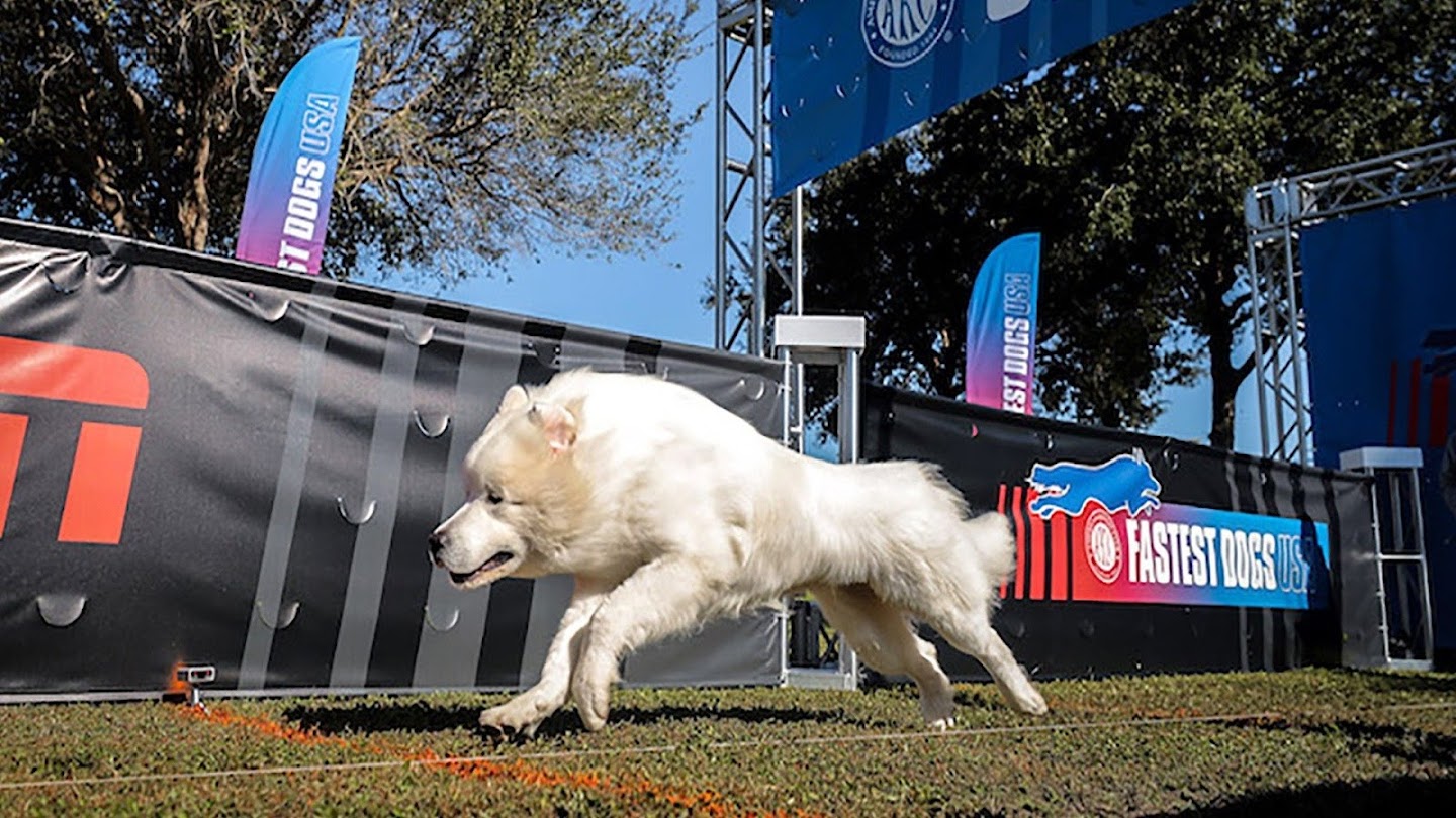 Watch AKC Fastest Dogs USA live