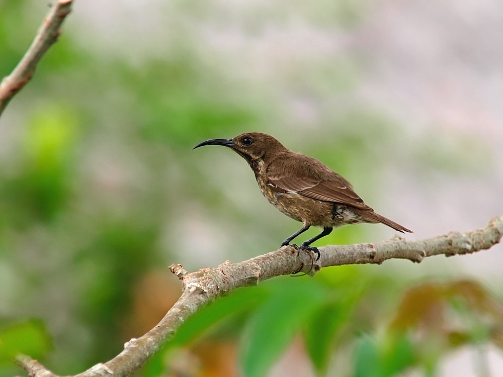 Suimanga pechiescarlata (Scarlet-chested sunbird)