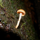 Gymnopilus