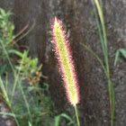 Foxtail