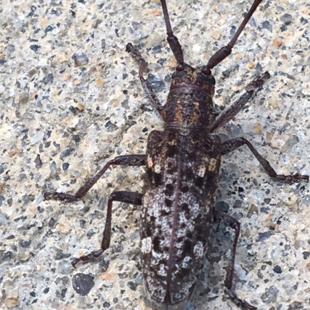 White-spotted sawyer(female)