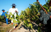 Farm workers  harvest grapes at a wine farm in the Western Cape on the first day of the picking season.