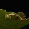 Tufted Moth Caterpillar