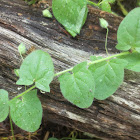 sharpleaf cancerwort, sharp-leaved fluellen, pointed toadflax