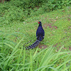 帝雉 (Mikado pheasant)