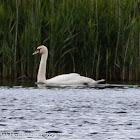 Mute Swan