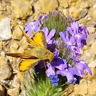 Fiery skipper