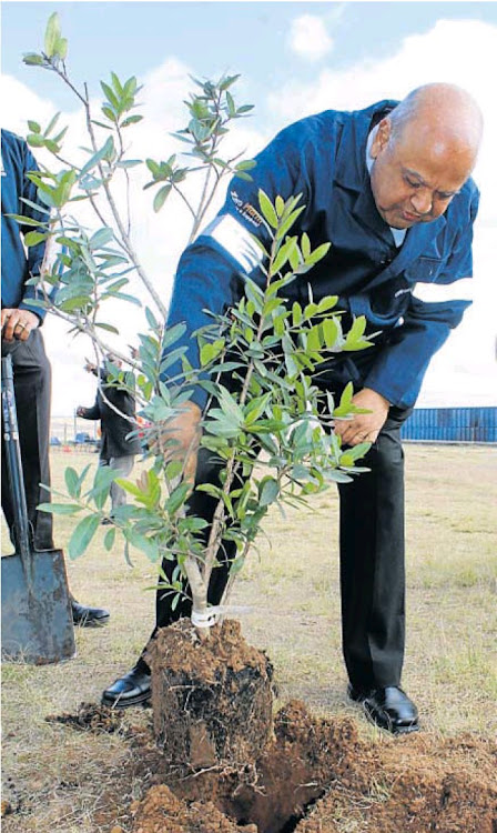 Gordhan planted trees at No-Moscow Primary in Qunu on Friday.