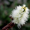 Melaleuca