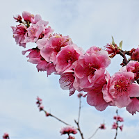 Fiori Rosa ... fiori di Pesco di 