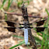 Common Whitetail