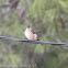 Red-rumped Swallow; Golondrina Daurica