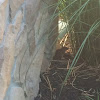 Eastern Chipmunk