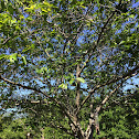 Japanese Yoshino Tree