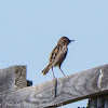 Zitting Cisticola; Buitrón