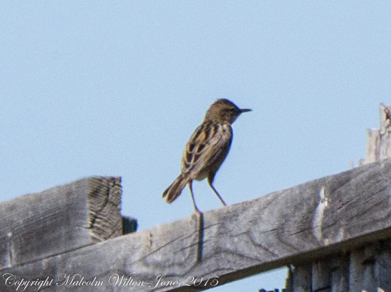 Zitting Cisticola; Buitrón