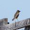 Zitting Cisticola; Buitrón