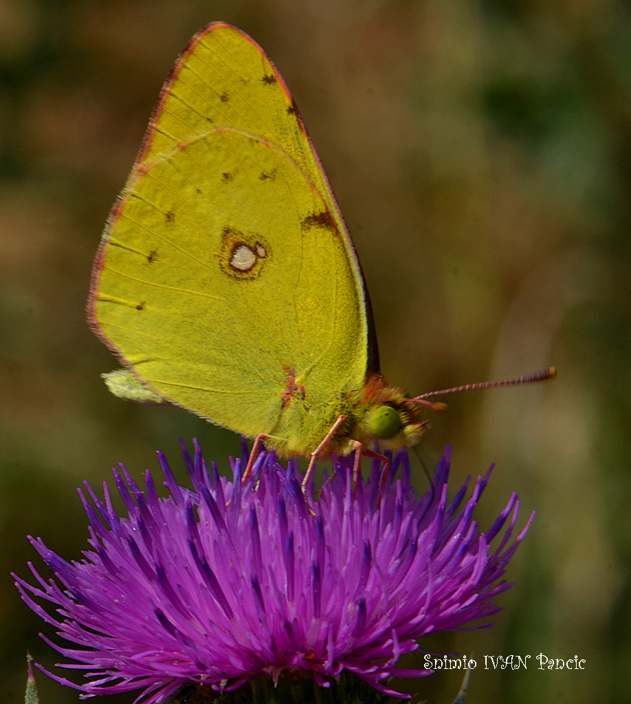 Clouded Yellow