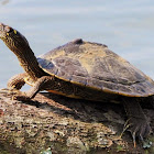 Ouachita map turtle