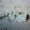 Bullseye Electric Ray