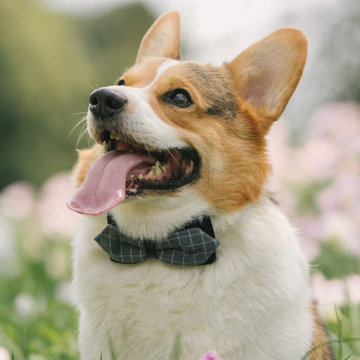 Title 4, Handmade Bow Tie Dog Collar, Cute Fashion Acces...