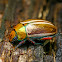 Christmas Beetle