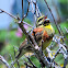 Cirl Bunting; Escribano soteño