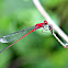 Damselfly