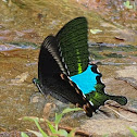 Paris Peacock