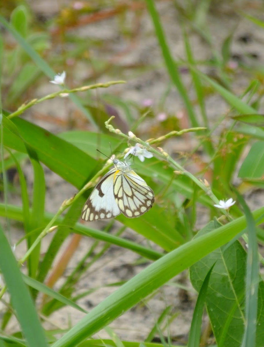 Brown veined white