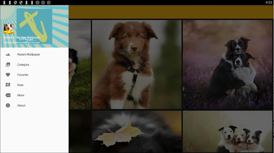 邊境牧羊犬狗壁紙(圖5)-速報App