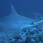 Scalloped Hammerhead Shark