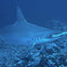 Scalloped Hammerhead Shark