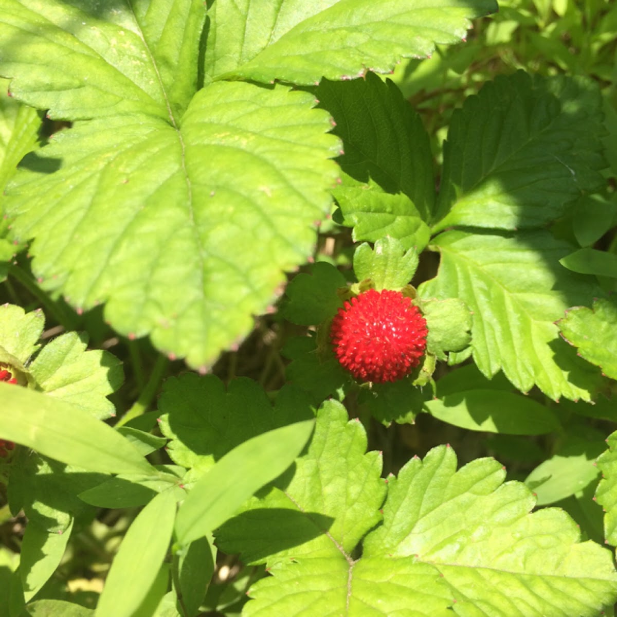 Mock strawberry