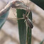 Silver Longjawed Orbweaver