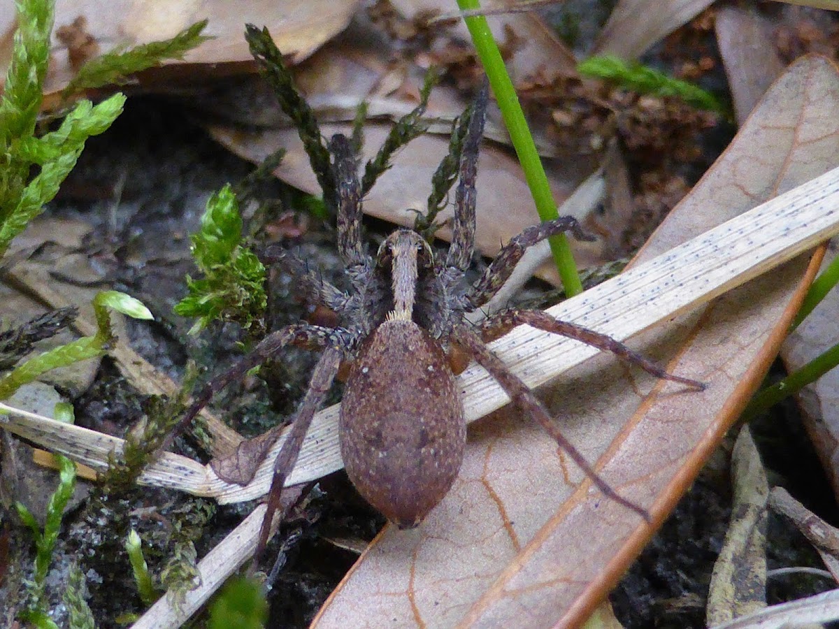 Wolf Spider