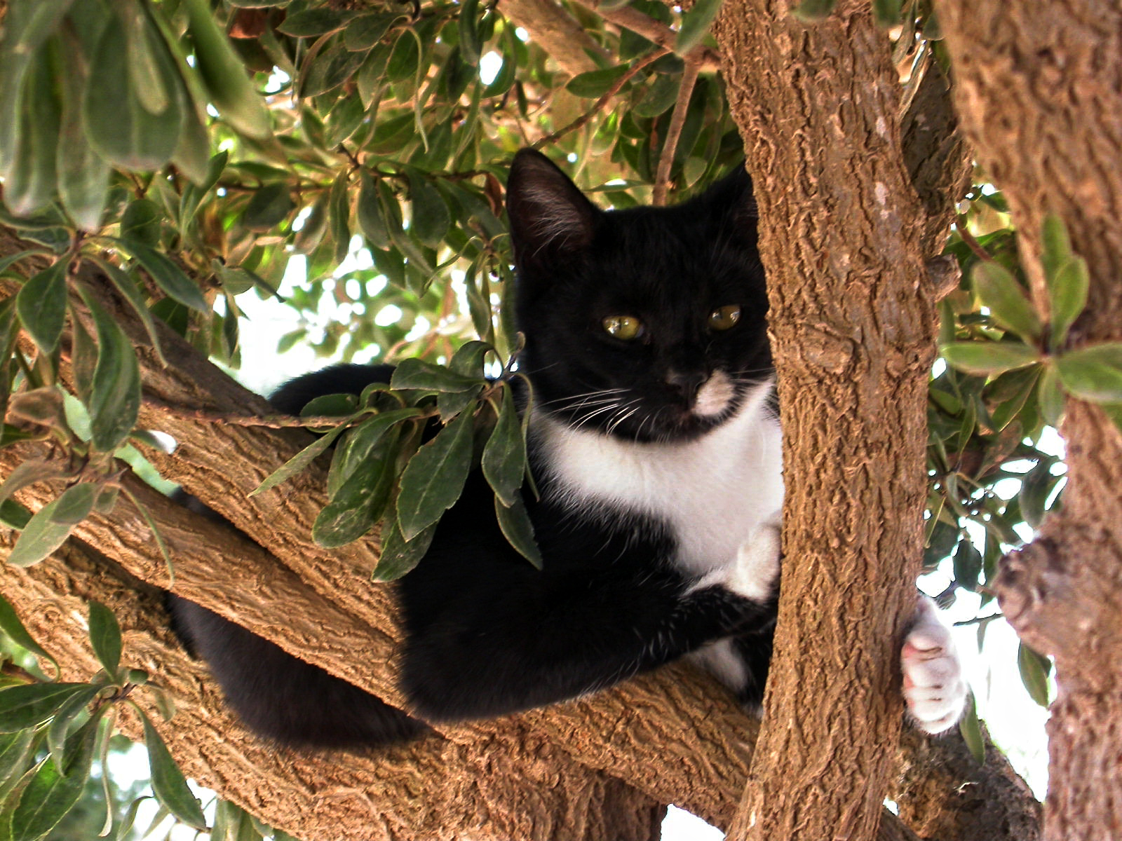 Anima felina di FrancescoPaolo