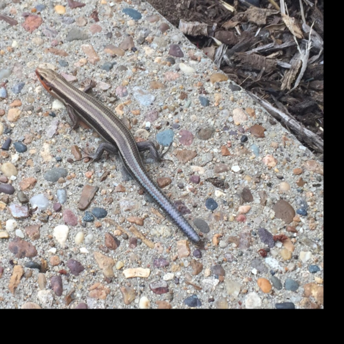 Blue tailed skink