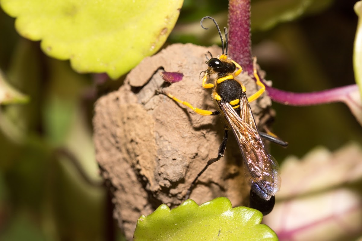 Black and yellow mud dauber