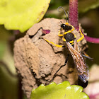 Black and yellow mud dauber