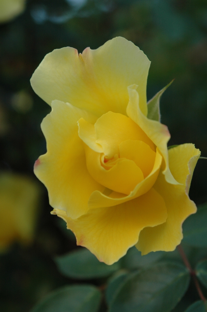 Rosa del mio giardino di amaletti